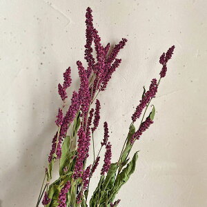  / ^f  / kCY hCt[ ԍ [X  Y ޗ f i` CeA fBXvC