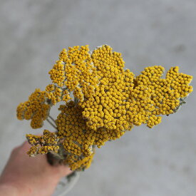 楽天市場 ドライフラワー 種類 植物 ヤロウ 花 観葉植物 花 ガーデン Diy の通販 楽天市場 ドライフラワー 種類 植物 ヤロウ 花 観葉植物 花 ガーデン Diy の通販