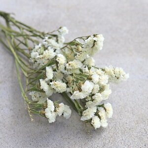 X^[`XzCg / hCt[  킢 kCY ԍ [X  Y ޗ f i` CeA {^jJ fBXvC 