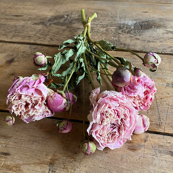 楽天市場 八重咲 シャクヤク ソフトピンク しゃくやく 芍薬 北海道産 ドライフラワー 花材 リース 手作り 国産 材料 素材 ナチュラル インテリア 淡いピンク ピンク ドライフラワー雑貨 花七曜