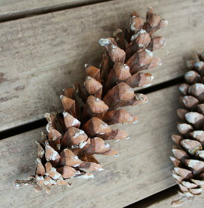 hCt[@Xg[u}c/kCYhCt[EԍށE[XEEYEޗEfށE؂̎ENX}XEi`ECeAE܂ڂE}c{bN