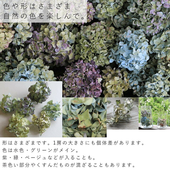 楽天市場】ドライフラワー あじさい ヘッド（アジサイヘッド）/北海道 