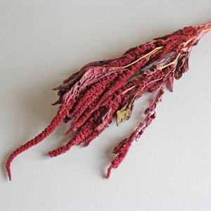 y } zhCt[ A}TX zbg` ( ЂPCgE bh / kCY hCt[ ԍ [X  Y ޗ f i` CeA fBXvC Ƃ 