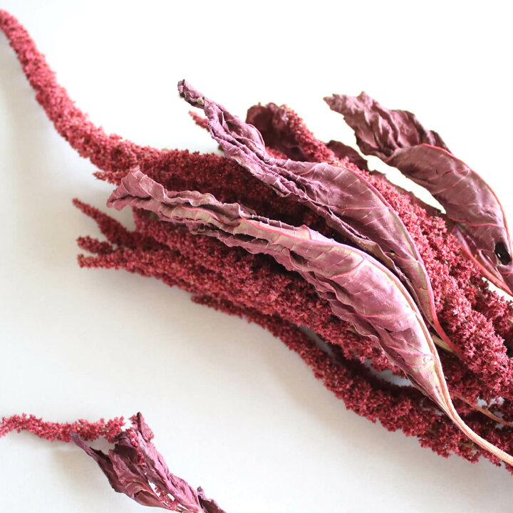 40 Offの激安セール ドライフラワー アマランサス ひもケイトウ レッド ロング Arizonavmlc Org