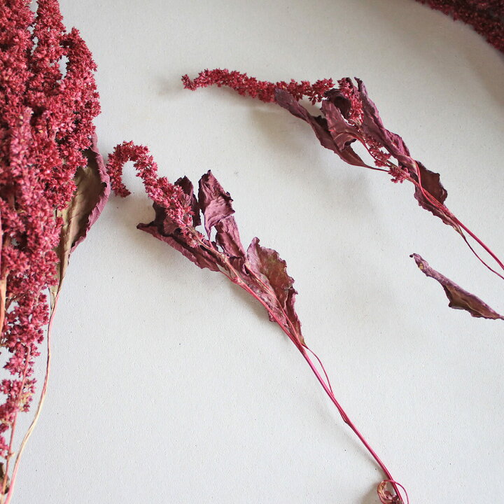 40 Offの激安セール ドライフラワー アマランサス ひもケイトウ レッド ロング Arizonavmlc Org