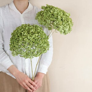 y񒼌a25`35cmzAix}  / AWTC  / Y hCt[ ԍ [X  CeA i` ޗ f O[