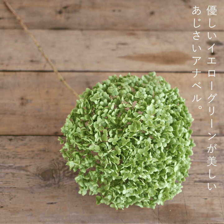 楽天市場】【約直径25～35cm】アナベル枝つき 特大 / アジサイ  