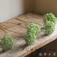 あじさい グリーン アナベル 枝つき 小 / ドライフラワー / アジサイ・あじさい / 国産 ドライフラワー …