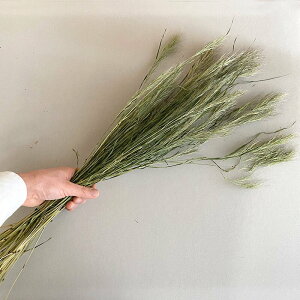 hCt[ uXOX / kCYhCt[ ԍ [X  Y ޗ f i` CeA