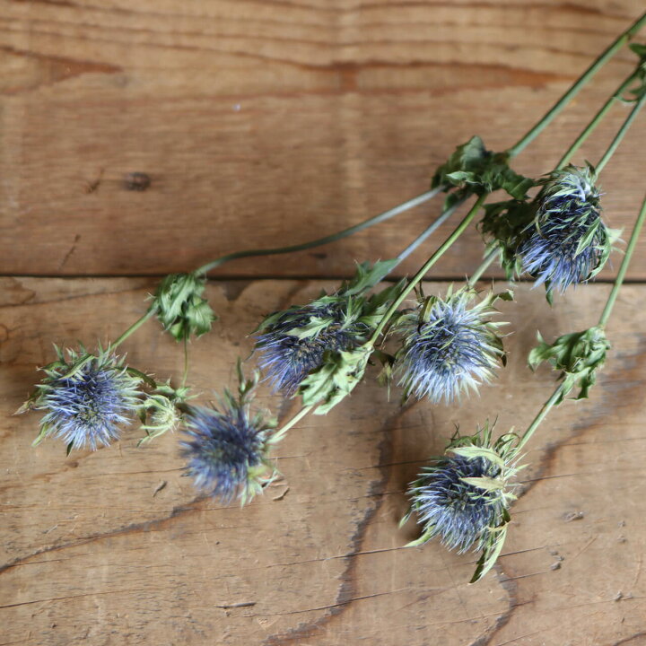 楽天市場 エリンジューム マグネーター エリンジウム 青 ブルー ドライフラワー 国産 インテリア ナチュラル シック おしゃれ ドライフラワー雑貨 花七曜