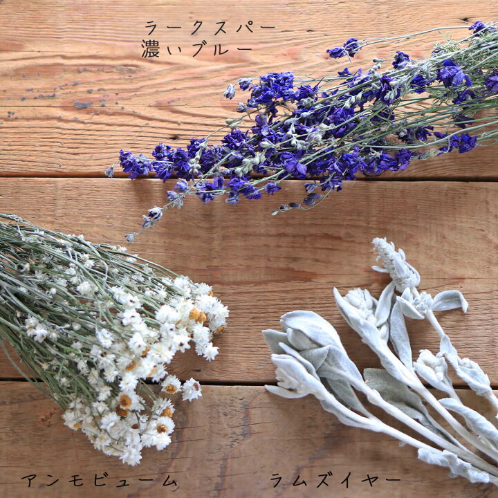楽天市場 ラムズイヤー ワタチョロギ 北海道産 ドライフラワー 花材 リース 手作り 国産 材料 素材 ナチュラル インテリア シルバーリーフ 北欧インテリア おしゃれ ドライフラワー雑貨 花七曜