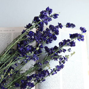 [NXp[ ( ǂ葐 )Zu[ / kCY hCt[ ԍ [X  Y ޗ f i` CeA