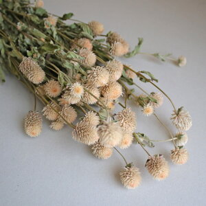 g zCg (Li x[W AC{[ )/ kCYhCt[ i` CeA ԍ f Ntg ޗ [X  {^jJ AeB[N 킢 kCeA V