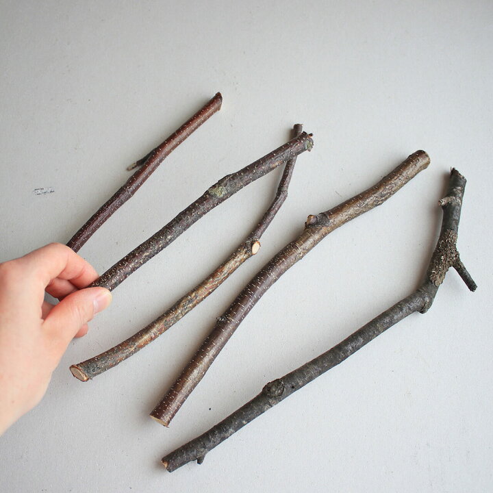 楽天市場】【北海道 富良野産】白樺の枝 ミニサイズ 【 5本セット  