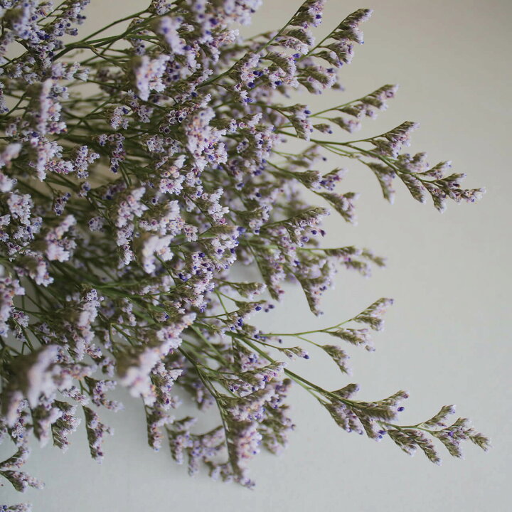 楽天市場 スターチス Hbチース ブルーファンタジア ドライフラワー 花材 リース 手作り 国産 材料 素材 ナチュラル インテリア ディスプレイ 青 フィラーフラワー カスミソウ ドライフラワー雑貨 花七曜