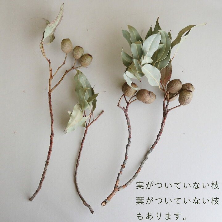 楽天市場】ユーカリ ベルギーフレッシュ 実付 / ドライフラワー 
