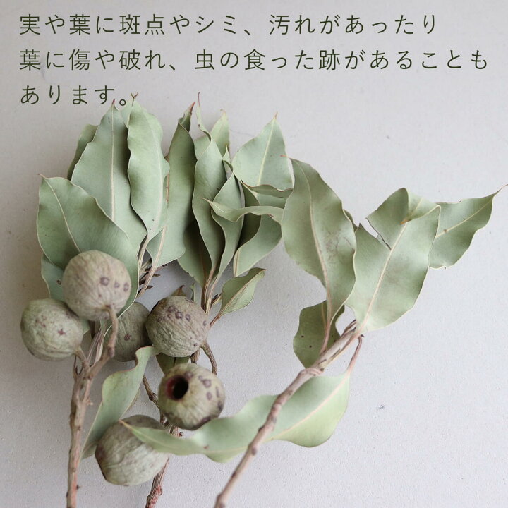 楽天市場】ユーカリ ベルギーフレッシュ 実付 / ドライフラワー 