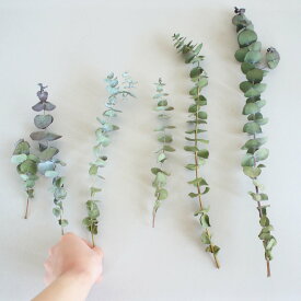 楽天市場 ユーカリ 丸葉 ドライフラワー 花 ガーデン Diy の通販
