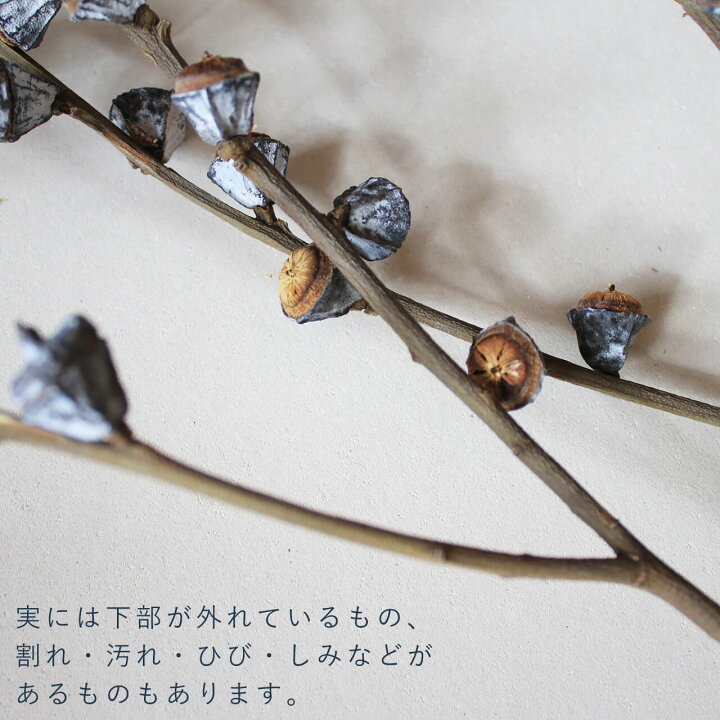 楽天市場 ユーカリ グロボラス 実付 葉付き 葉なし ドライフラワー ナチュラル グリーン インテリア 素材 材料 国産 ボタニカル おしゃれ ドライフラワー雑貨 花七曜