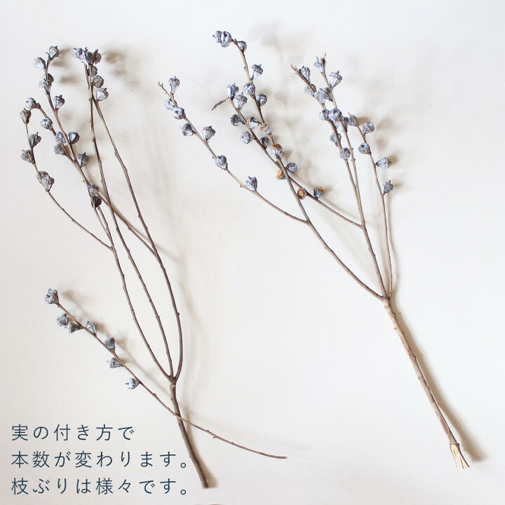 楽天市場 ユーカリ グロボラス 実付 葉付き 葉なし ドライフラワー ナチュラル グリーン インテリア 素材 材料 国産 ボタニカル おしゃれ ドライフラワー雑貨 花七曜