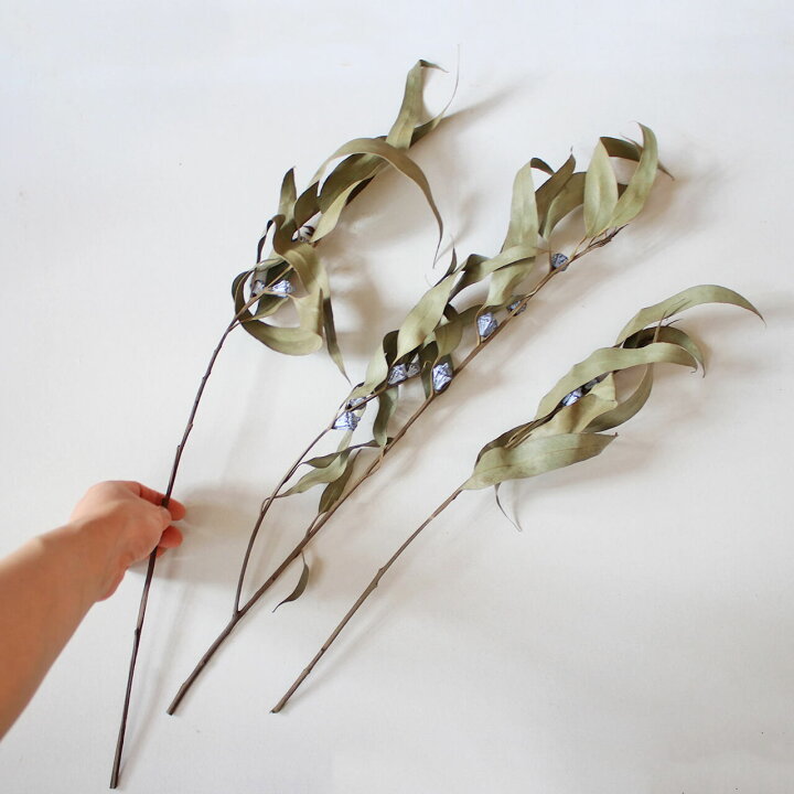 楽天市場 ユーカリ グロボラス 実付 葉付き 葉なし ドライフラワー ナチュラル グリーン インテリア 素材 材料 国産 ボタニカル おしゃれ ドライフラワー雑貨 花七曜