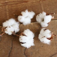 ドライフラワー 綿の実 ホワイト ヘッド 5個 / お買い得 クリスマス 花材 素材 ドライフラワー リース 材…
