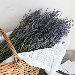 yxǖYz x_[ 4 ނ炳 u y hCt[ zkCY ԍ f ޗ CeA A} [X AWg CeA fBXvC p[v