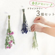 春色かわいい ドライフラワー3種セット 千日紅ライラックピンク 富良野ラベンダー ラグラス ＊ 茎付だか…