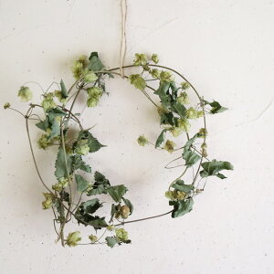 kCY zbv [X hCt[ ( 쐶 )/ hCt[ O[ CeA i`  ԍ [X nhCh