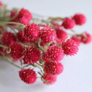 g J[}CtB[h / sN p[v kCY hCt[ i` CeA ԍ f ޗ [X 킢