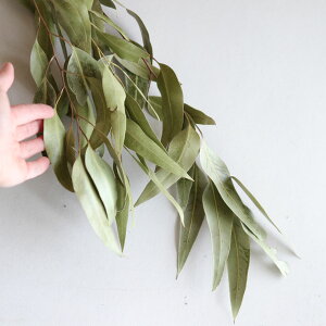 [J O[t / hCt[ חt ԍ [X  ޗ f i` CeA {^jJ O[ fBXvC