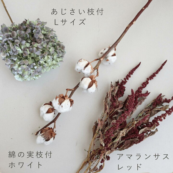 楽天市場】ドライフラワー 花材 アマランサス レッド / 北海道産ドライ 