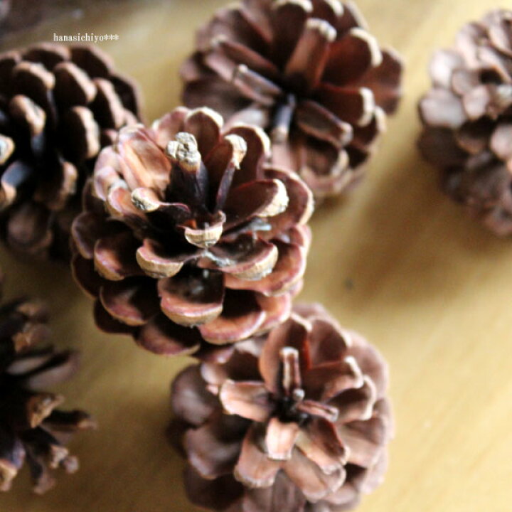 楽天市場 松カサ ミニ 個入り 松かさ 松ぼっくり 木の実 クリスマス 花材 素材 ドライフラワー リース 大地農園 ドライフラワー雑貨 花七曜 楽天市場 松カサ ミニ 個入り 松かさ 松ぼっくり 木の実 クリスマス 花材 素材 ドライフラワー リース 大地農園 ドライフラワー雑貨 花七曜