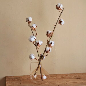 Cg[ GLASS t[x[X oWL x[W  g AeB[N i` CeA fBXvC KX t[x[X _ Vv 킢  kCe