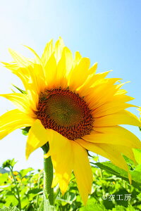 tHgJ[h uĕ Ђ܂vԕiʐ^  _ Ђ܂yH[z