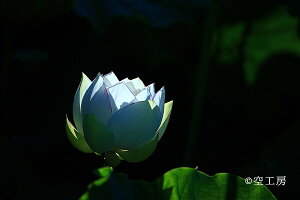 tHgJ[h uLotus lightvԕiʐ^ yH[z