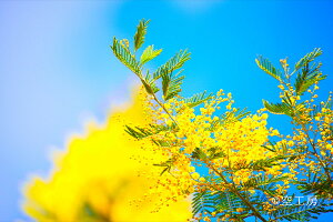 tHgJ[h uɉF(Yellow in the blue sky)vԕiʐ^  _ ~UyH[z