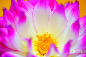 tHgJ[h u_Avԕiʐ^  _yH[z