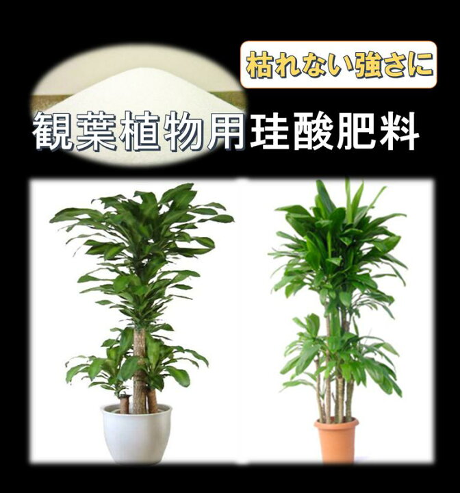 楽天市場 珪酸分９９ 観葉植物の珪酸肥料 ２００ｇ ４ｍ2分 送料２００円 液肥とまぜて活力アップ 根腐れ防止 肥料 珪酸 ケイ酸肥料 根腐れ肥料 活力剤 植物活力剤 根腐れ防止 野菜の肥料 イチゴの肥料 イチゴ ポトスの肥料 ドラセラの肥料 バキラの肥料