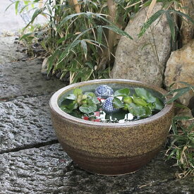 楽天市場 睡蓮鉢 メダカの通販