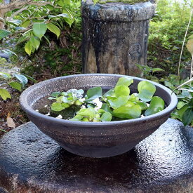 16号 水鉢 すいれん鉢 信楽焼すいれん鉢 メダカ鉢 金魚鉢 睡蓮鉢 陶器スイレン鉢 ハス鉢 はす鉢 めだか鉢 鉢 陶器 水連鉢 水鉢 信楽焼き睡蓮鉢 手水鉢 手づくり やきもの su-0094
