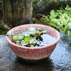 プランター 睡蓮鉢 陶器の人気商品 通販 価格比較 価格 Com