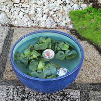 楽天市場】なまこ色 睡蓮鉢 13の通販 