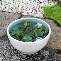 楽天市場】睡蓮鉢 小の通販