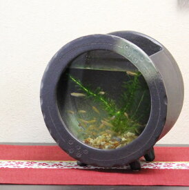 楽天市場 メダカ 水槽 おしゃれの通販