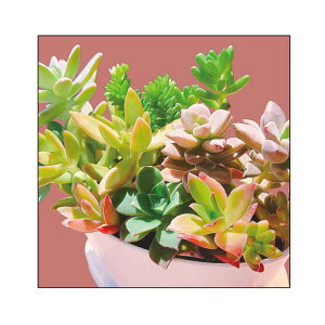 LoXA[g CeA A vg  Ǌ| CANVAS Plant A S30 No.43931