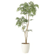 楽天市場】タイワンモミジ 観葉植物の通販