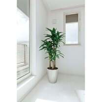 楽天市場】フェイクグリーン 160センチの通販 