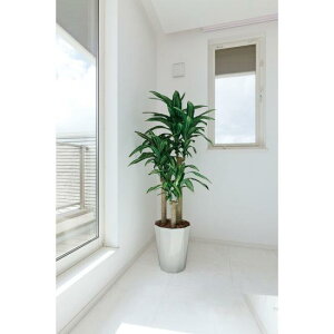 G} lHϗtA  K̖ 1.6 (160cm) Xܗpi G} lHϗtAEԁEtFCNO[ tA(^)p 125`160cm