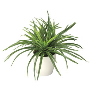 ���G�} �l�H�ϗt�A�� ���� �h���Z�i (����32cm) (245K45) �X�ܗp�i ���G�} �l�H�ϗt�A���E���ԁE�t�F�C�N�O���[�� �e�[�u��(���)�p�l�H�ϗt�A��